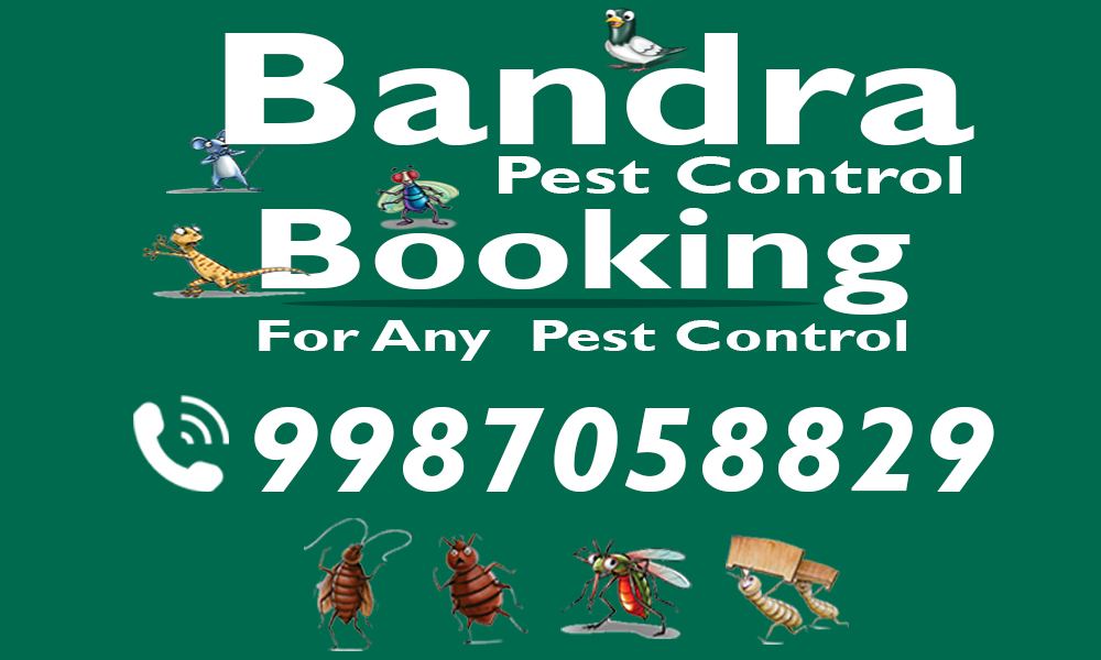 Pest Control Services In Bandra